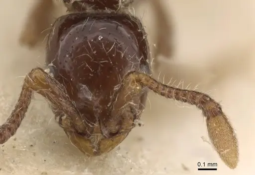 Parasyscia arnoldi specimen CASENT0907049 image casent0907049_2