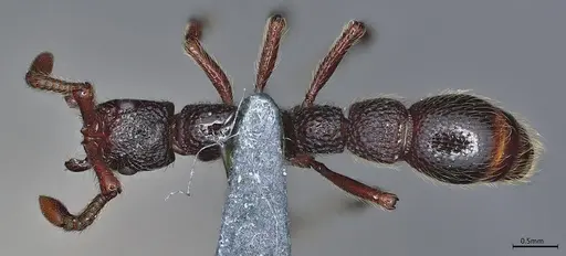 Parasyscia centurio specimen CASENT0248389 image casent0248389_1