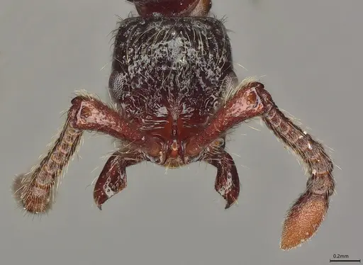 Parasyscia centurio specimen CASENT0248389 image casent0248389_2