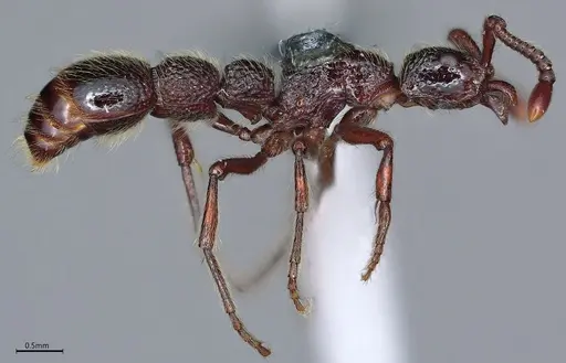 Parasyscia centurio specimen CASENT0248389 image casent0248389_4
