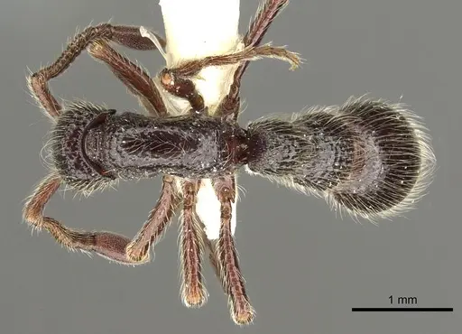 Parasyscia centurio specimen CASENT0902709 image casent0902709_1
