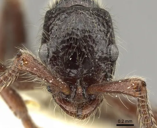 Parasyscia centurio specimen CASENT0902709 image casent0902709_2