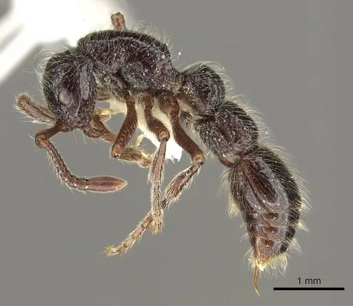 Parasyscia centurio specimen CASENT0902709 image casent0902709_3