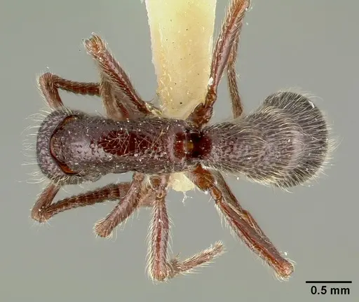 Parasyscia centurio specimen CASTYPE12081-01 image castype12081-01_1