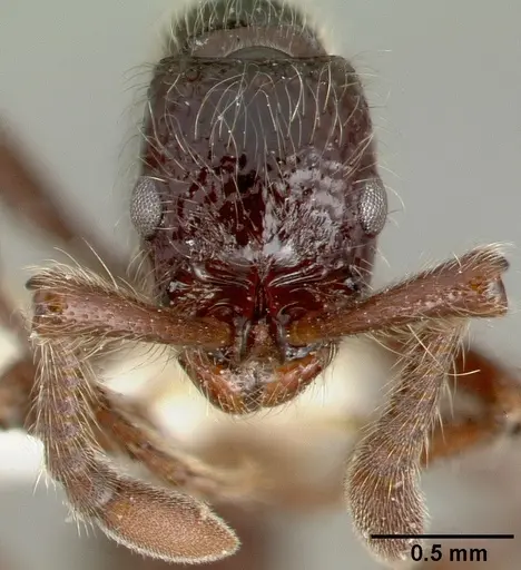 Parasyscia centurio specimen CASTYPE12081-01 image castype12081-01_2