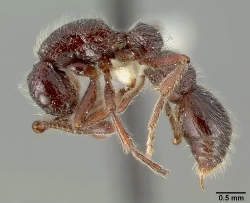 Parasyscia centurio specimen CASTYPE12081-01 image castype12081-01_3