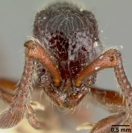 Parasyscia centurio specimen CASTYPE12081-02 image castype12081-02_2