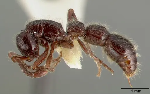 Parasyscia centurio specimen CASTYPE12081-02 image castype12081-02_3