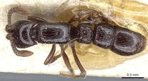 Parasyscia cribrinodis specimen CASENT0903777 image casent0903777_1