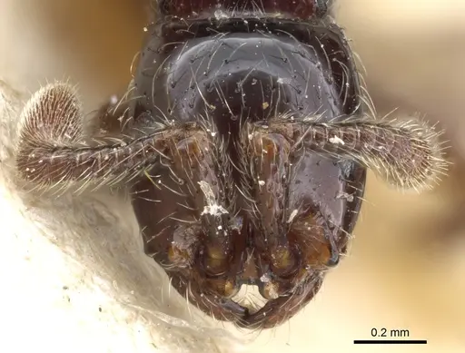 Parasyscia cribrinodis specimen CASENT0903777 image casent0903777_2