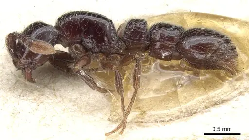 Parasyscia cribrinodis specimen CASENT0903777 image casent0903777_3