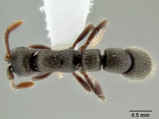 Parasyscia desposyne specimen CASENT0106204 image casent0106204_1