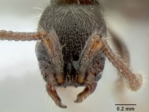 Parasyscia desposyne specimen CASENT0106204 image casent0106204_2