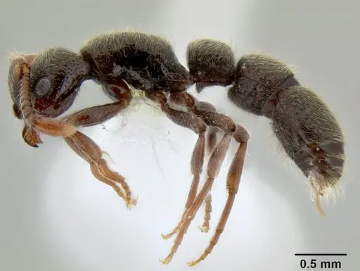 Parasyscia desposyne specimen CASENT0106204 image casent0106204_3