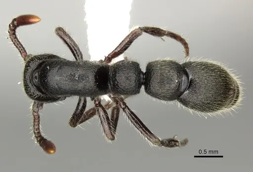 Parasyscia desposyne specimen CASENT0249312 image casent0249312_1