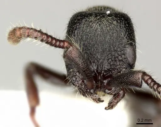 Parasyscia desposyne specimen CASENT0249312 image casent0249312_2