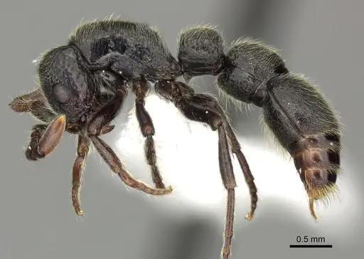 Parasyscia desposyne specimen CASENT0249312 image casent0249312_3