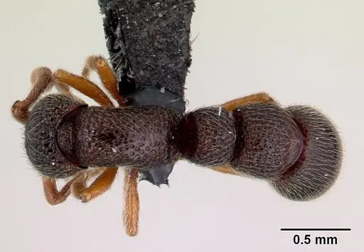Parasyscia dohertyi specimen CASENT0130472 image casent0130472_1