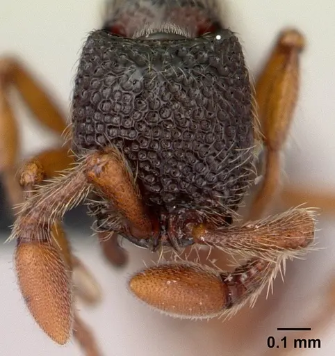 Parasyscia dohertyi specimen CASENT0130472 image casent0130472_2