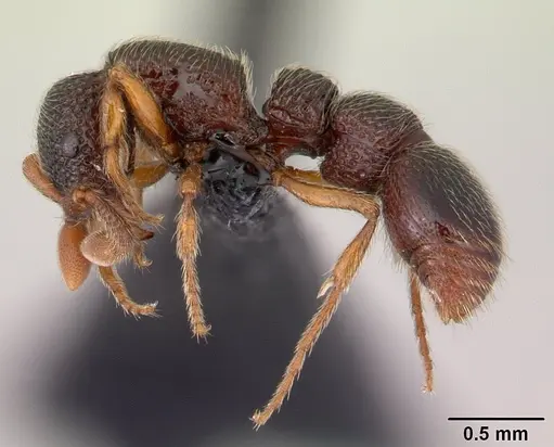 Parasyscia dohertyi specimen CASENT0130472 image casent0130472_3