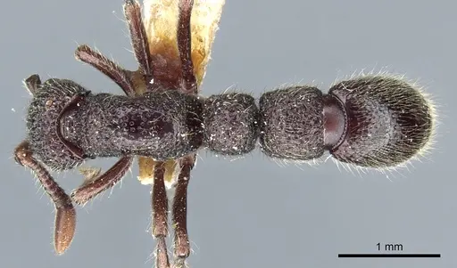 Parasyscia dohertyi specimen CASENT0903775 image casent0903775_1
