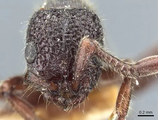 Parasyscia dohertyi specimen CASENT0903775 image casent0903775_2