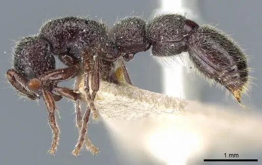 Parasyscia dohertyi specimen CASENT0903775 image casent0903775_3