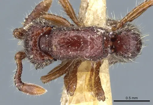 Parasyscia dohertyi specimen CASENT0903776 image casent0903776_1