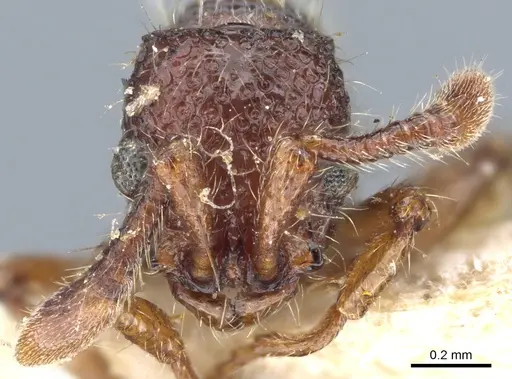 Parasyscia dohertyi specimen CASENT0903776 image casent0903776_2