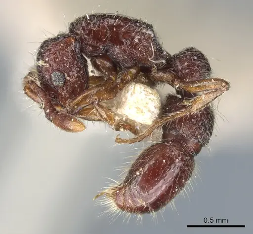 Parasyscia dohertyi specimen CASENT0903776 image casent0903776_3