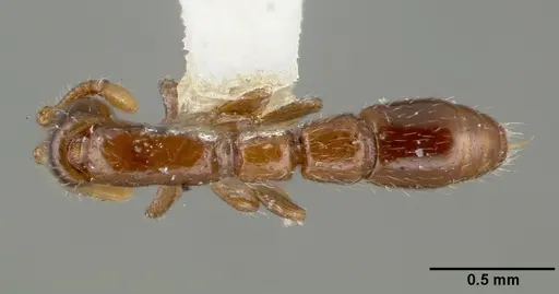 Parasyscia dominula specimen CASTYPE06886 image castype06886_1