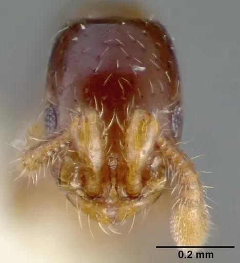 Parasyscia dominula specimen CASTYPE06886 image castype06886_2
