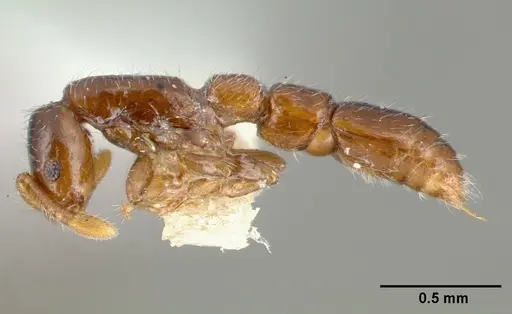 Parasyscia dominula specimen CASTYPE06886 image castype06886_3