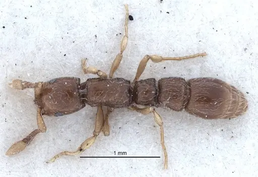 Parasyscia faurei specimen SAM-ENT-011559 image sam-ent-011559_1