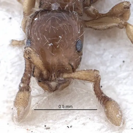 Parasyscia faurei specimen SAM-ENT-011559 image sam-ent-011559_2