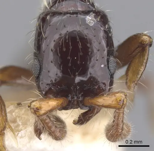 Parasyscia flavaclavata specimen CASENT0902742 image casent0902742_2