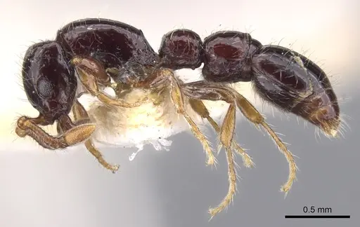 Parasyscia flavaclavata specimen CASENT0902742 image casent0902742_3
