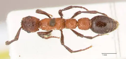 Parasyscia fossulata specimen FOCOL0797 image focol0797_1
