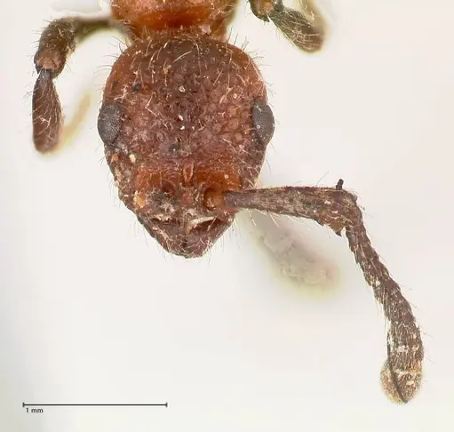 Parasyscia fossulata specimen FOCOL0797 image focol0797_2