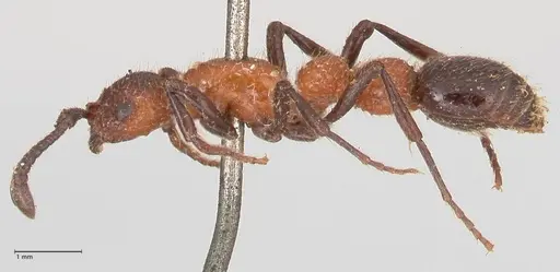 Parasyscia fossulata specimen FOCOL0797 image focol0797_3