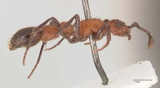 Parasyscia fossulata specimen FOCOL0797 image focol0797_4
