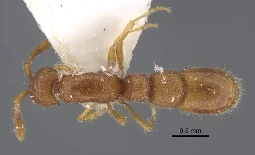 Parasyscia foveolata specimen CASENT0917354 image casent0917354_1
