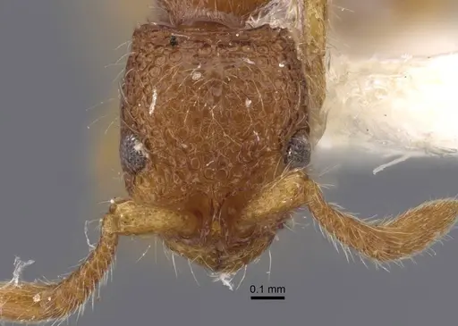 Parasyscia foveolata specimen CASENT0917354 image casent0917354_2