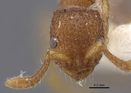 Parasyscia foveolata specimen CASENT0917354 image casent0917354_3