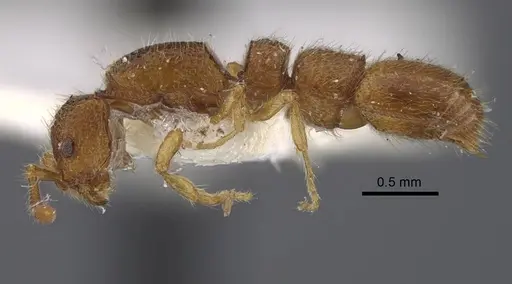 Parasyscia foveolata specimen CASENT0917354 image casent0917354_4