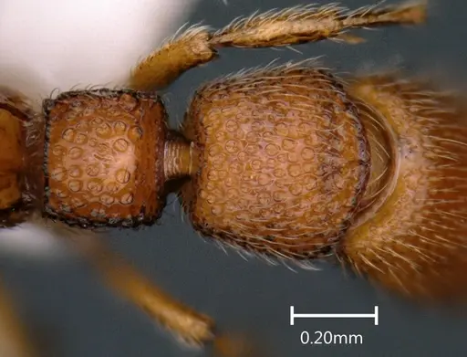 Parasyscia ganeshaiahi specimen NBAIRHYM-FOR1721-1 image nbairhym-for1721-1_2