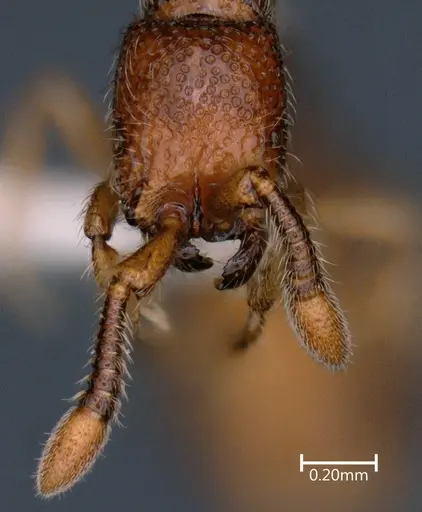 Parasyscia ganeshaiahi specimen NBAIRHYM-FOR1721-1 image nbairhym-for1721-1_3