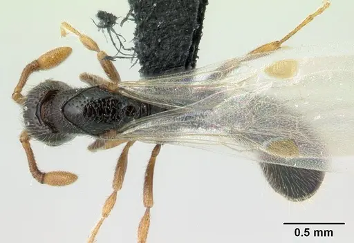 Parasyscia imerinensis specimen CASENT0097099 image casent0097099_1