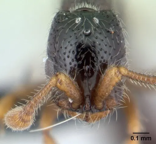 Parasyscia imerinensis specimen CASENT0097099 image casent0097099_2