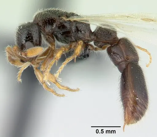 Parasyscia imerinensis specimen CASENT0097099 image casent0097099_3